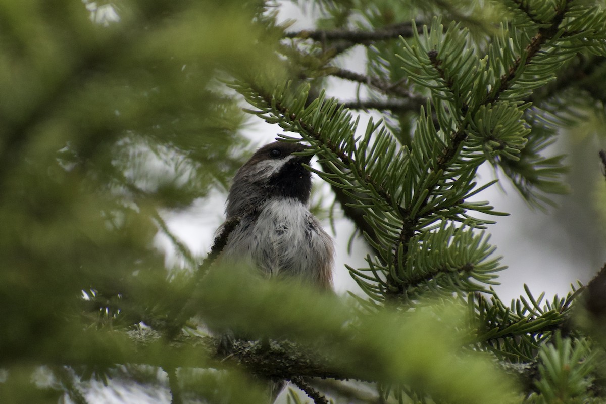 Boreal Chickadee - ML640670648