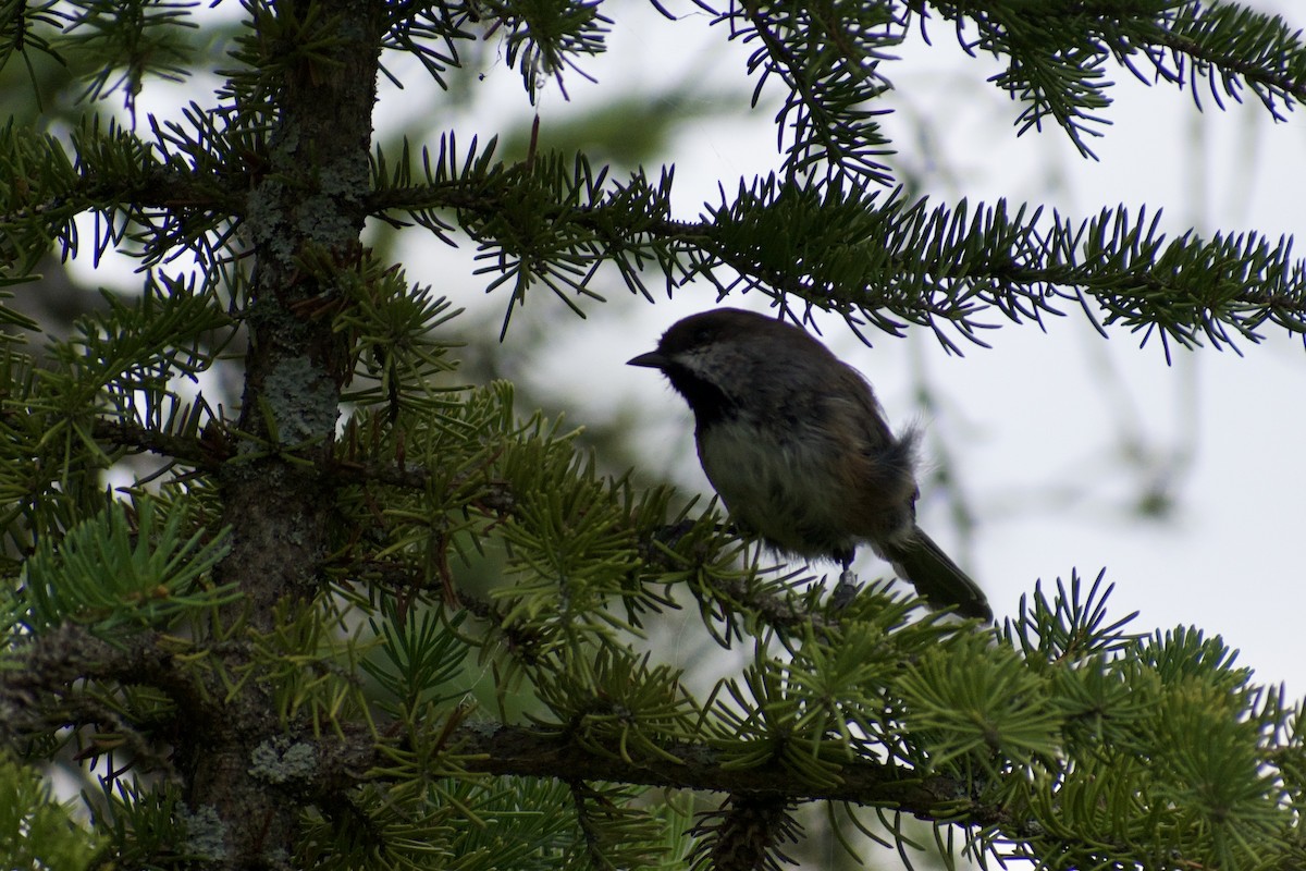 Boreal Chickadee - ML640670649