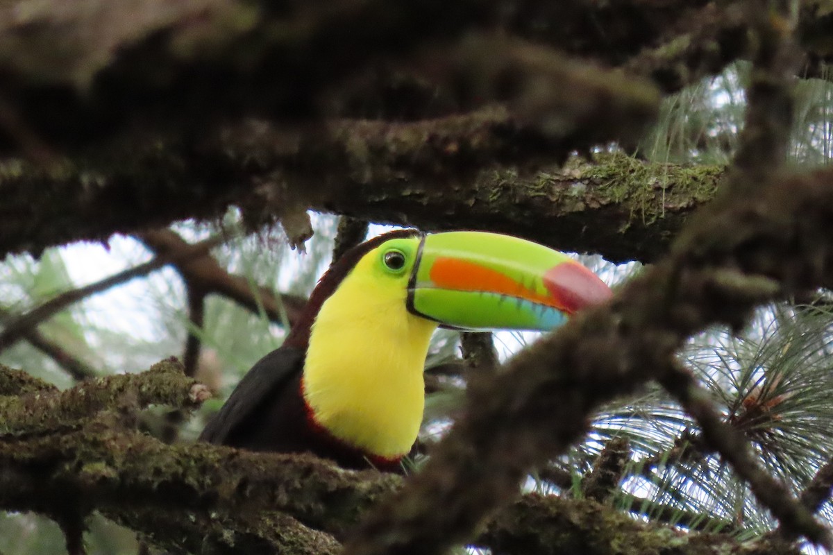 Keel-billed Toucan - ML640670663