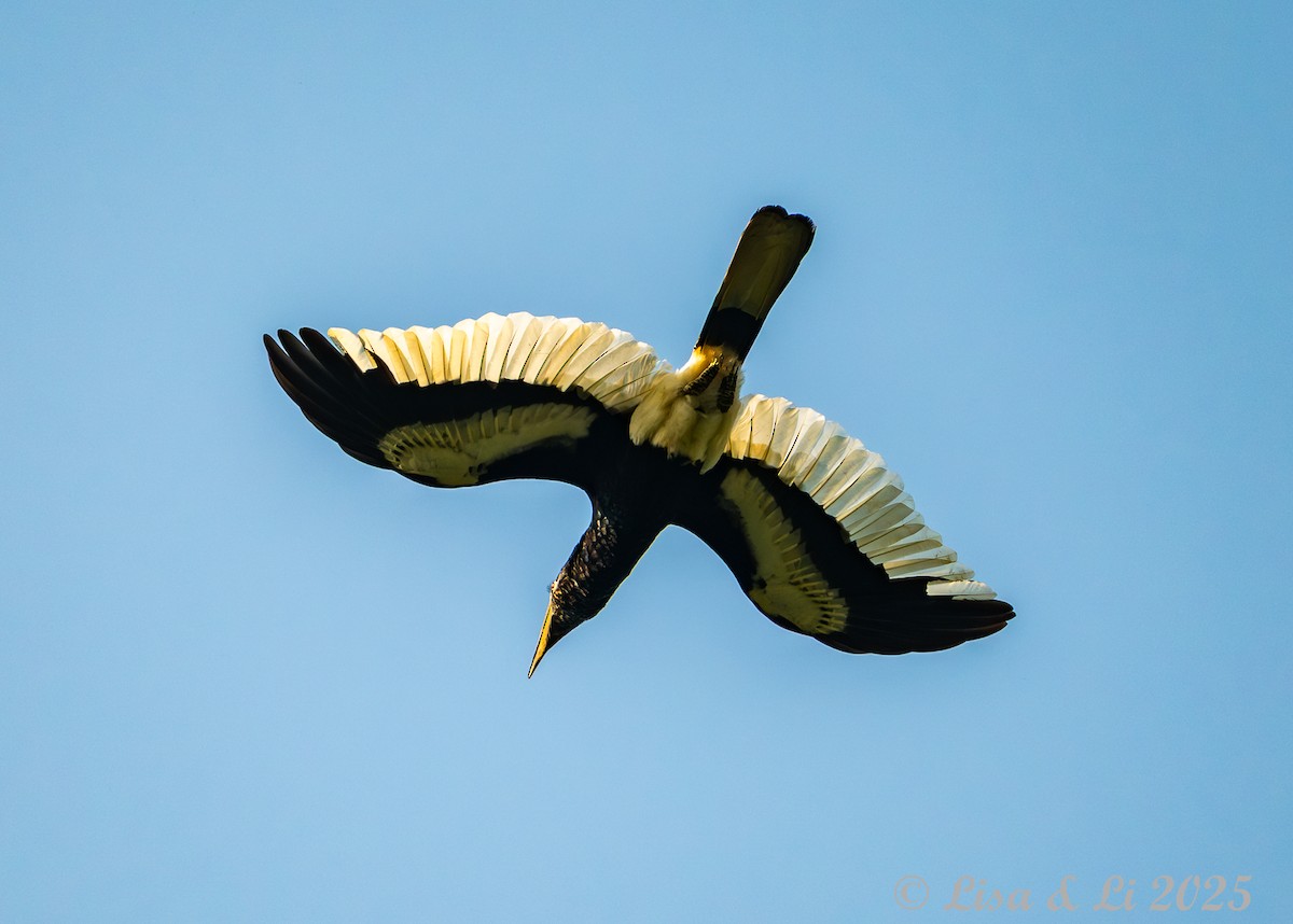 Black-and-white-casqued Hornbill - ML640670687