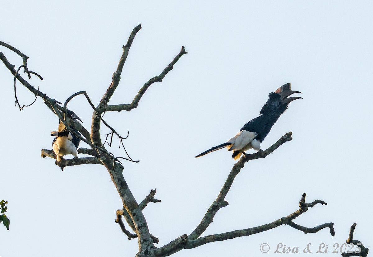 Black-and-white-casqued Hornbill - ML640670689