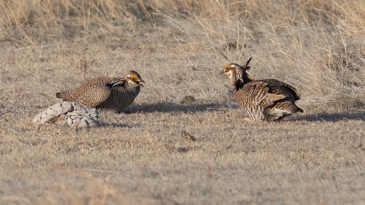 Greater Prairie-Chicken - ML640670696