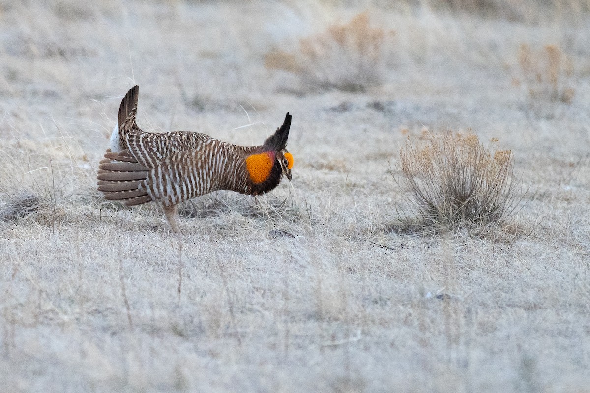 Greater Prairie-Chicken - ML640670697
