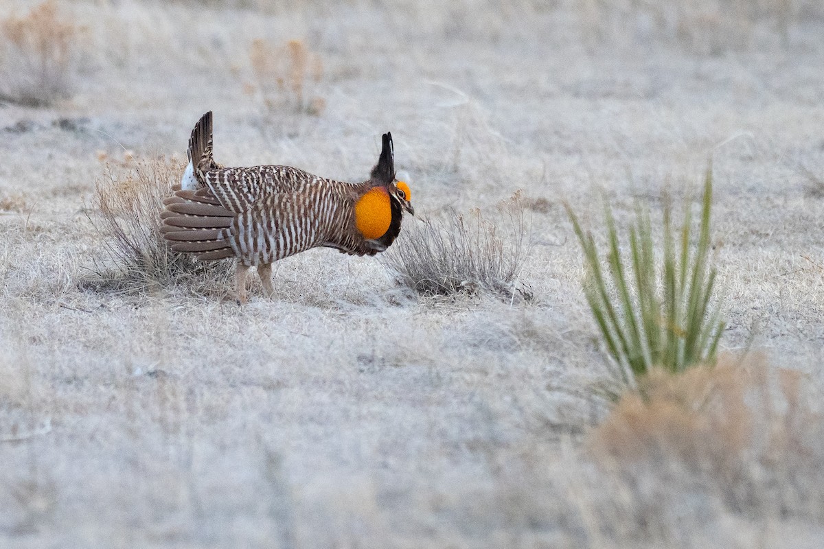 Greater Prairie-Chicken - ML640670698