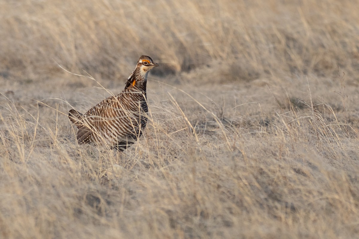 Greater Prairie-Chicken - ML640670699