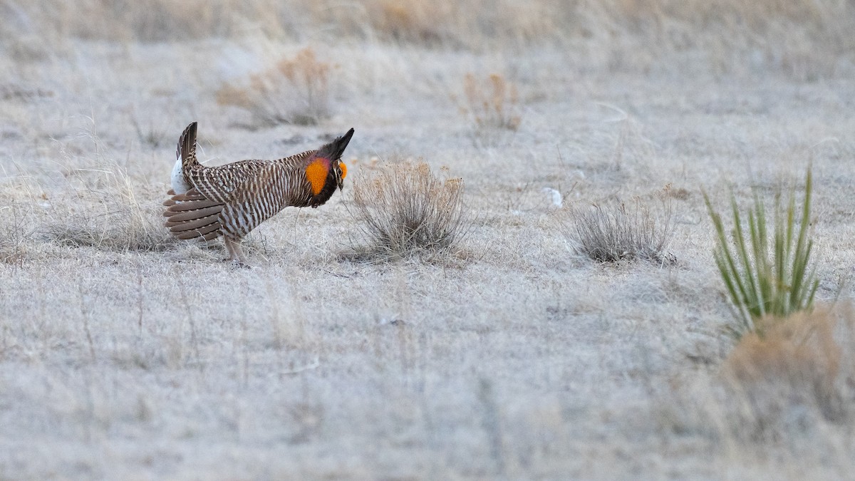 Greater Prairie-Chicken - ML640670700
