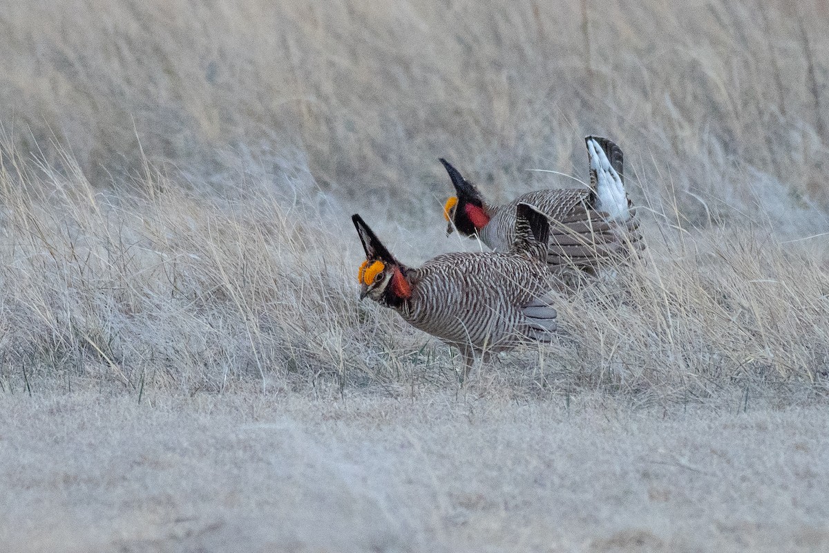 Lesser Prairie-Chicken - ML640670704