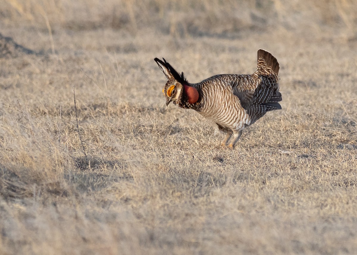 Lesser Prairie-Chicken - ML640670705