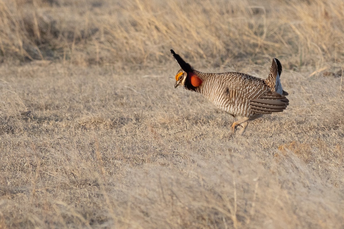 Lesser Prairie-Chicken - ML640670706