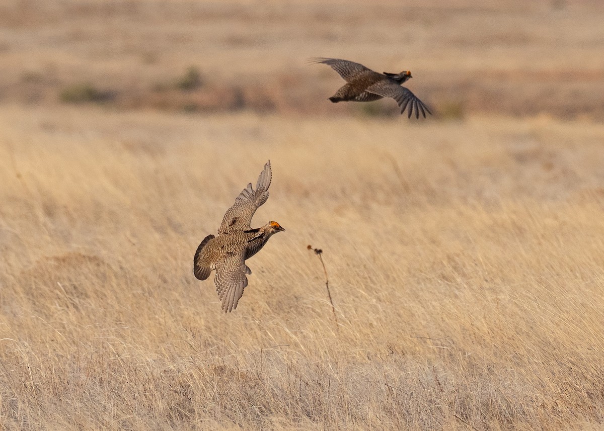 Lesser Prairie-Chicken - ML640670707