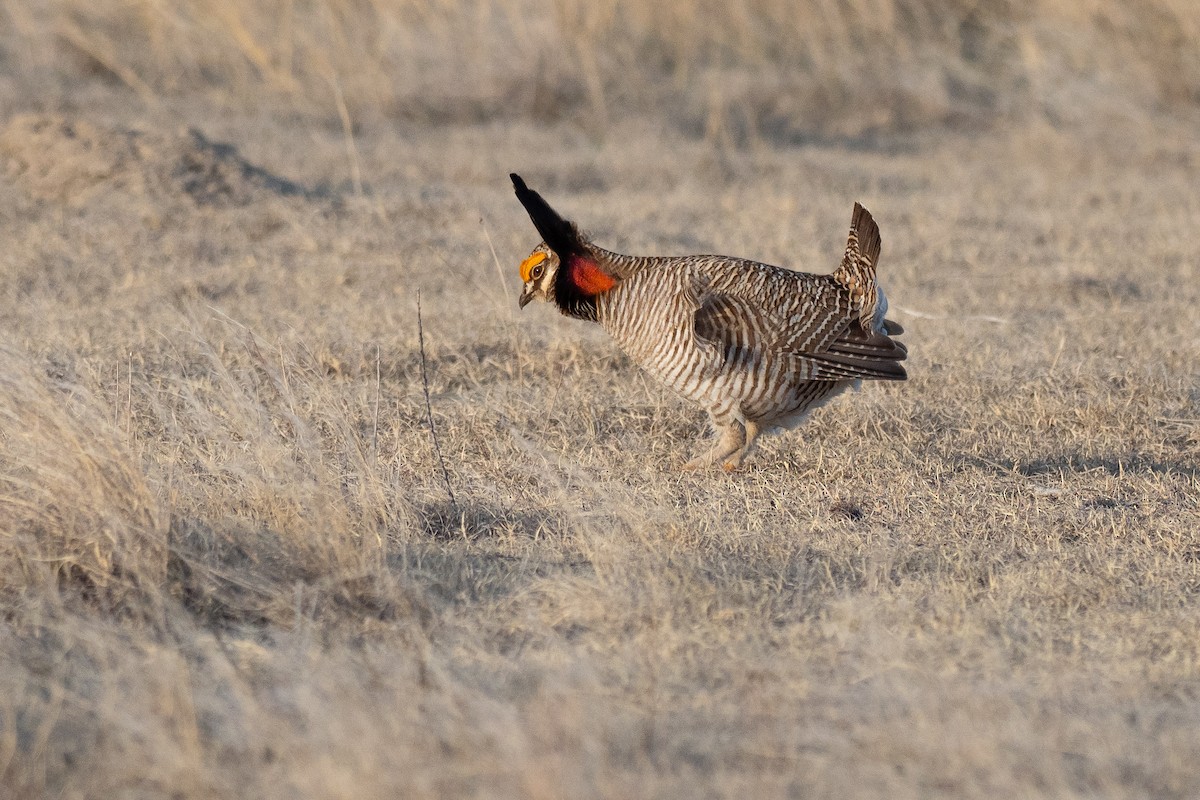 Lesser Prairie-Chicken - ML640670708