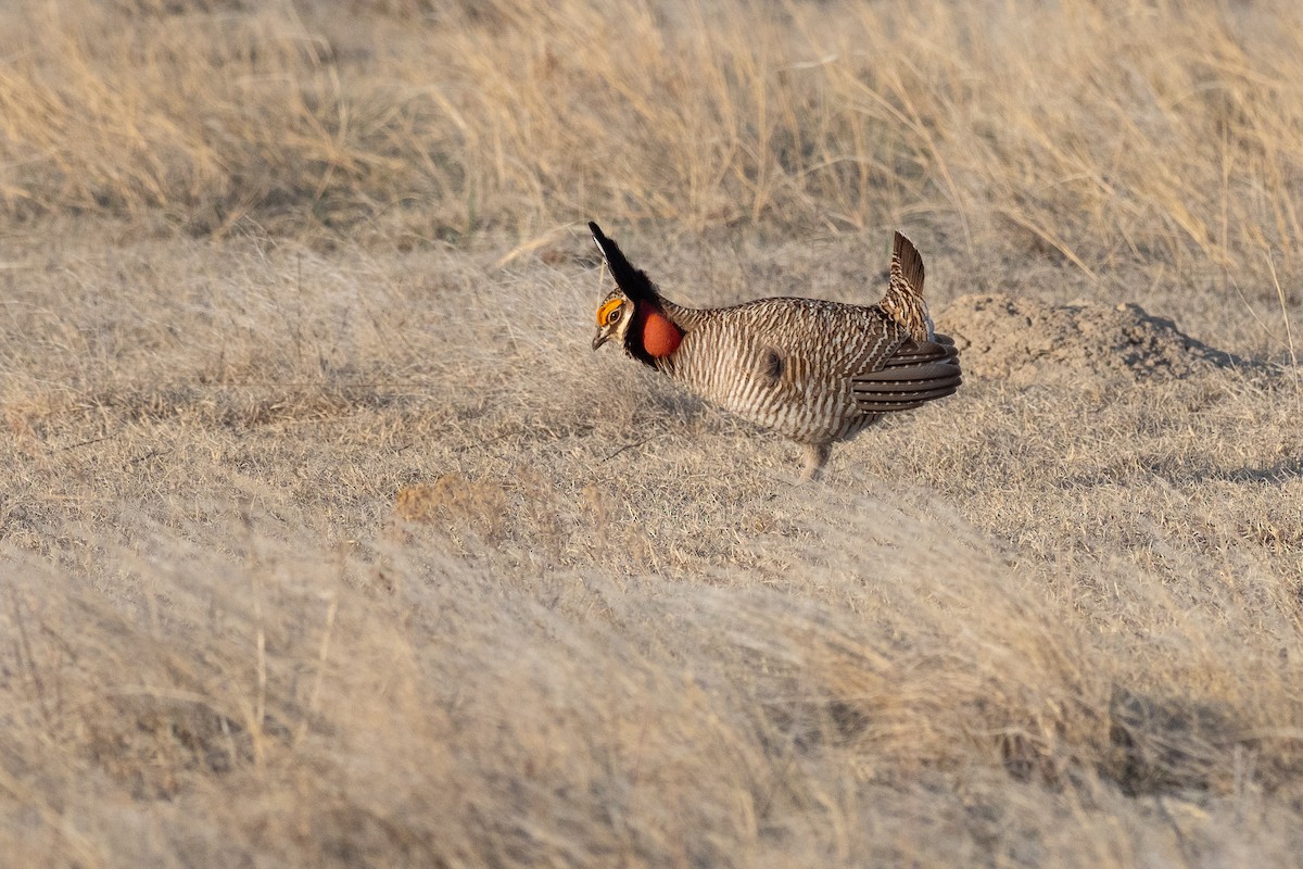 Lesser Prairie-Chicken - ML640670709