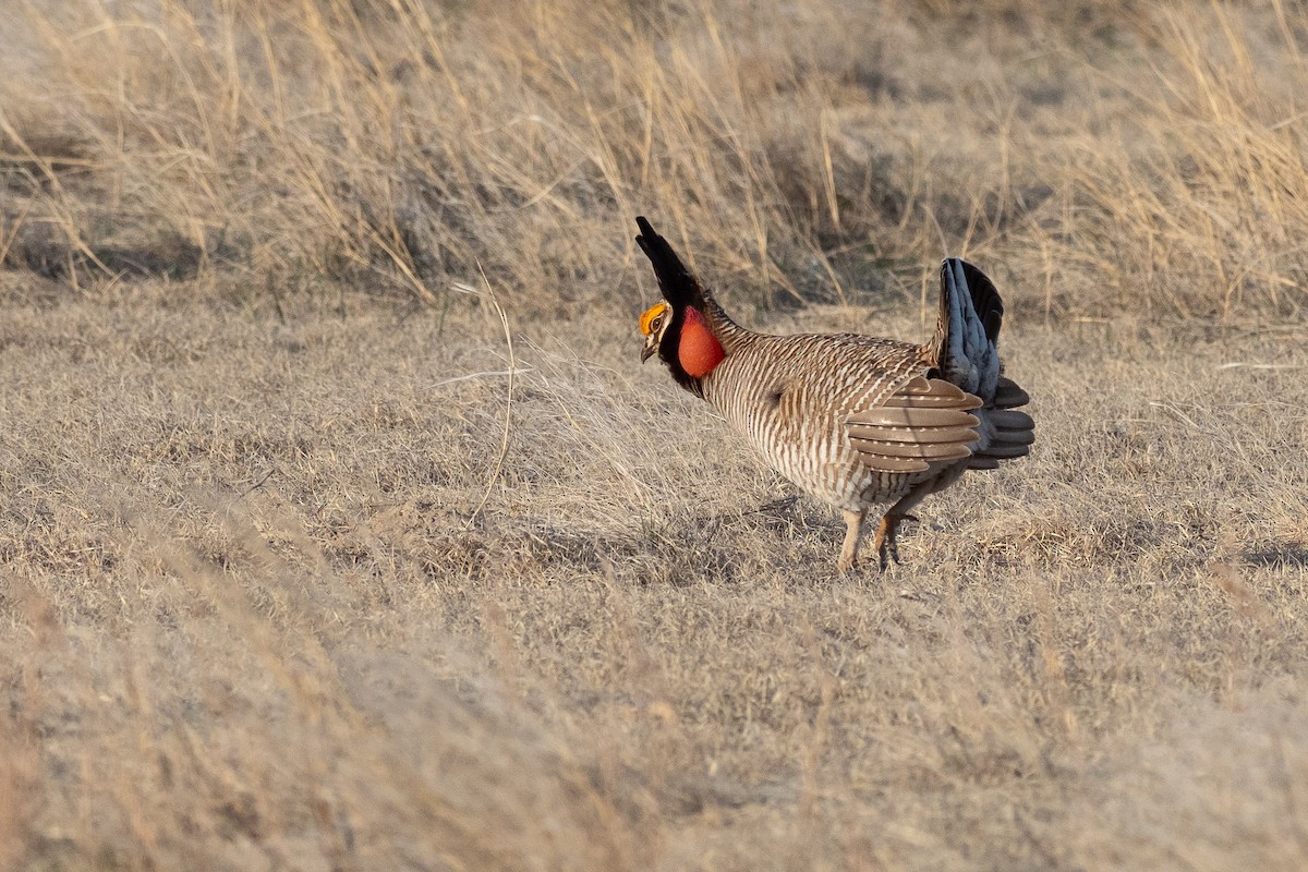 Lesser Prairie-Chicken - ML640670710