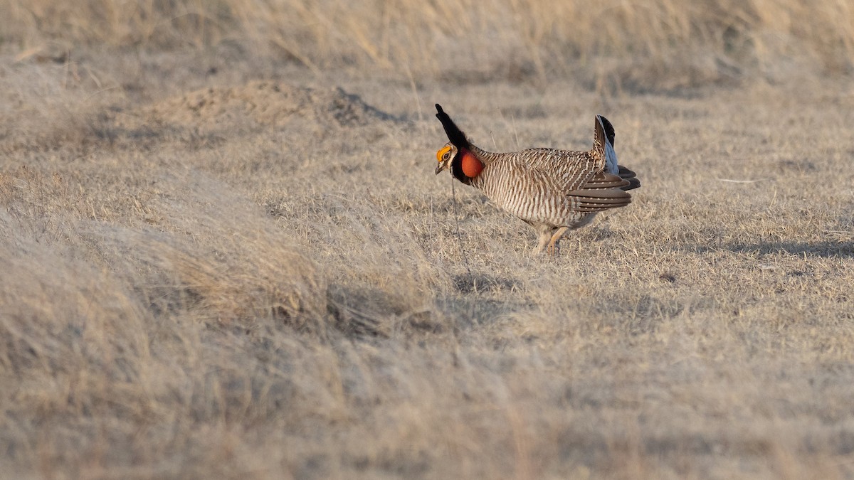 Lesser Prairie-Chicken - ML640670711