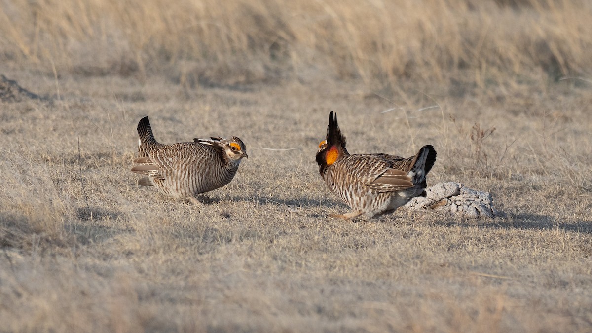 Greater Prairie-Chicken - ML640670712