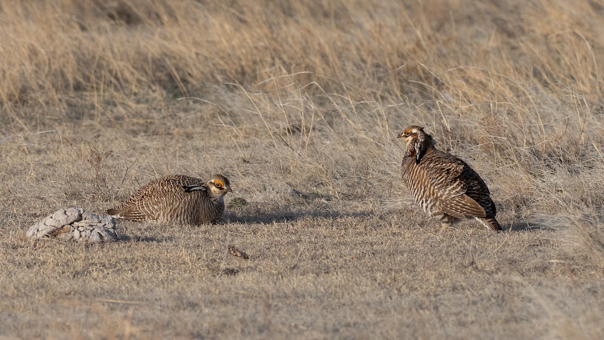 Greater Prairie-Chicken - ML640670713