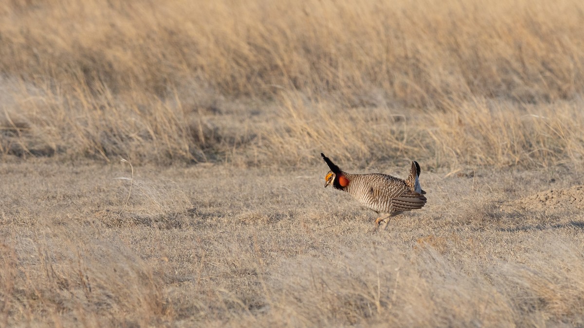 Lesser Prairie-Chicken - ML640670714