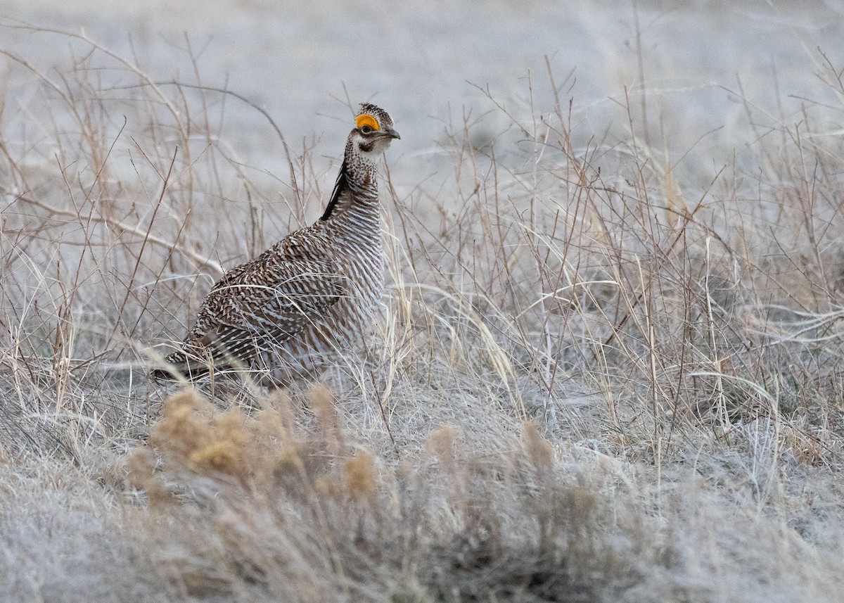 Lesser Prairie-Chicken - ML640670715