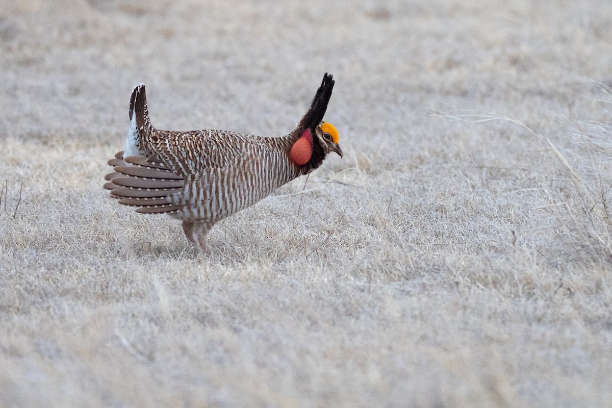 Lesser Prairie-Chicken - ML640670716