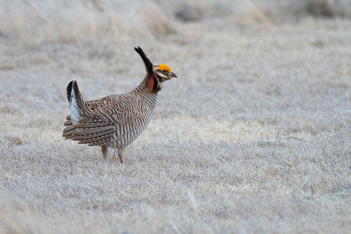 Lesser Prairie-Chicken - ML640670717