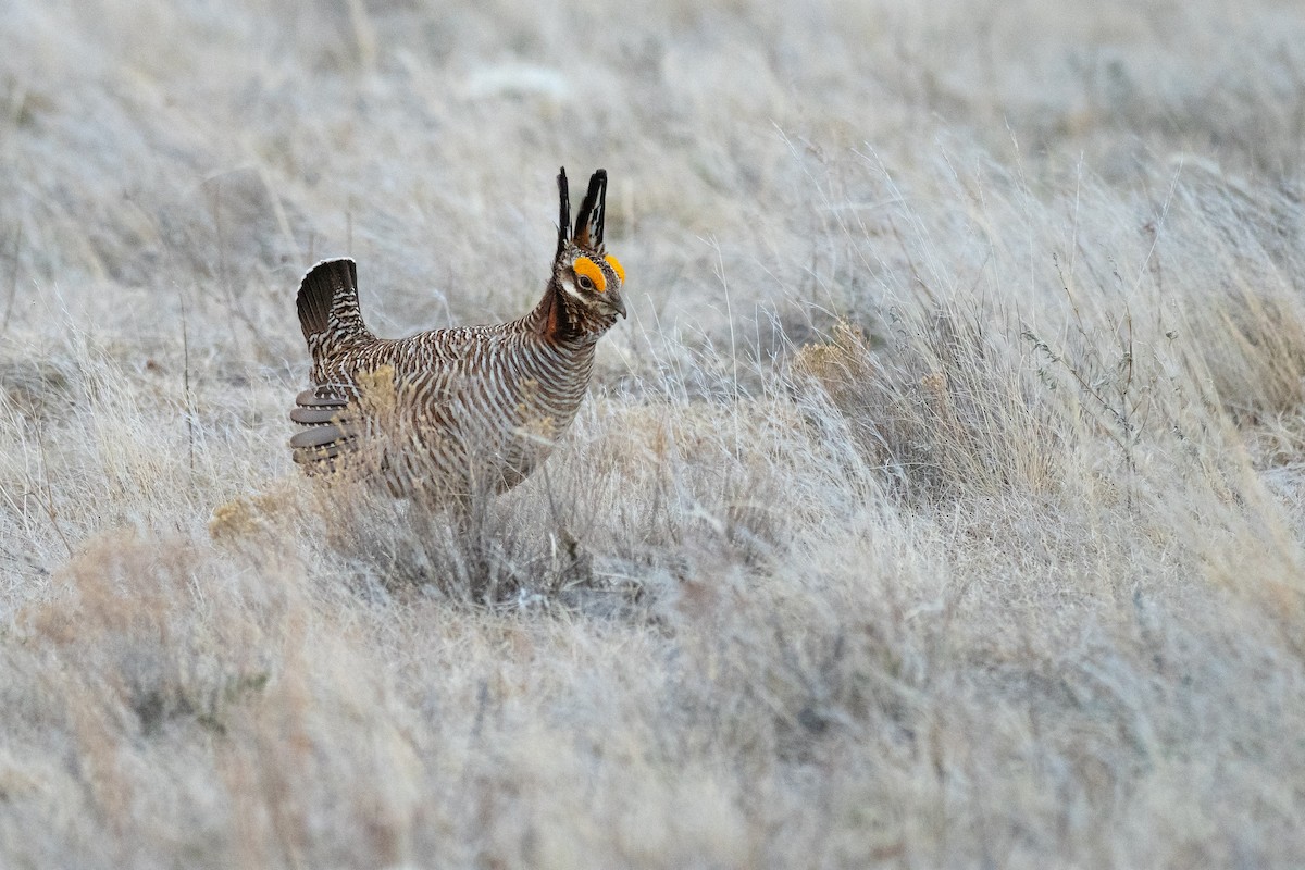 Lesser Prairie-Chicken - ML640670718