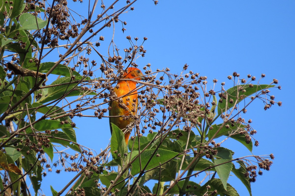 Flame-colored Tanager - ML640670720