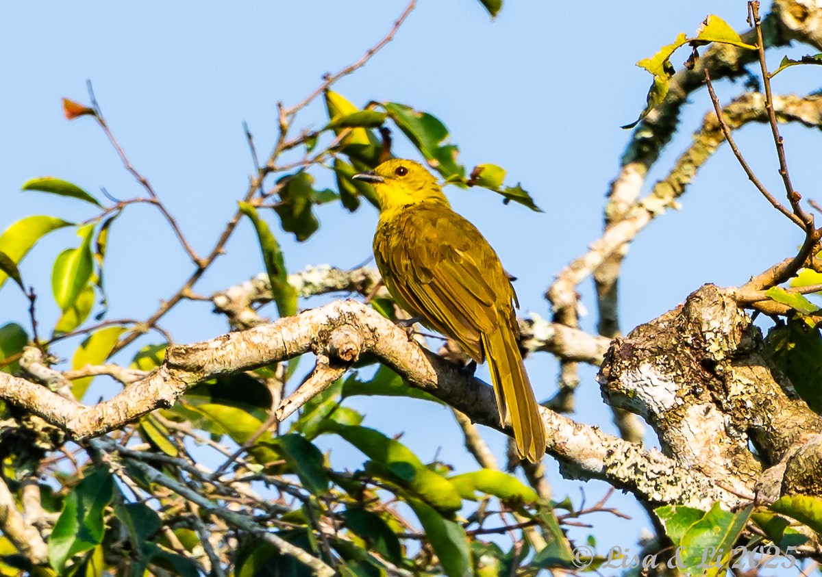 Bulbul Alegre - ML640670735