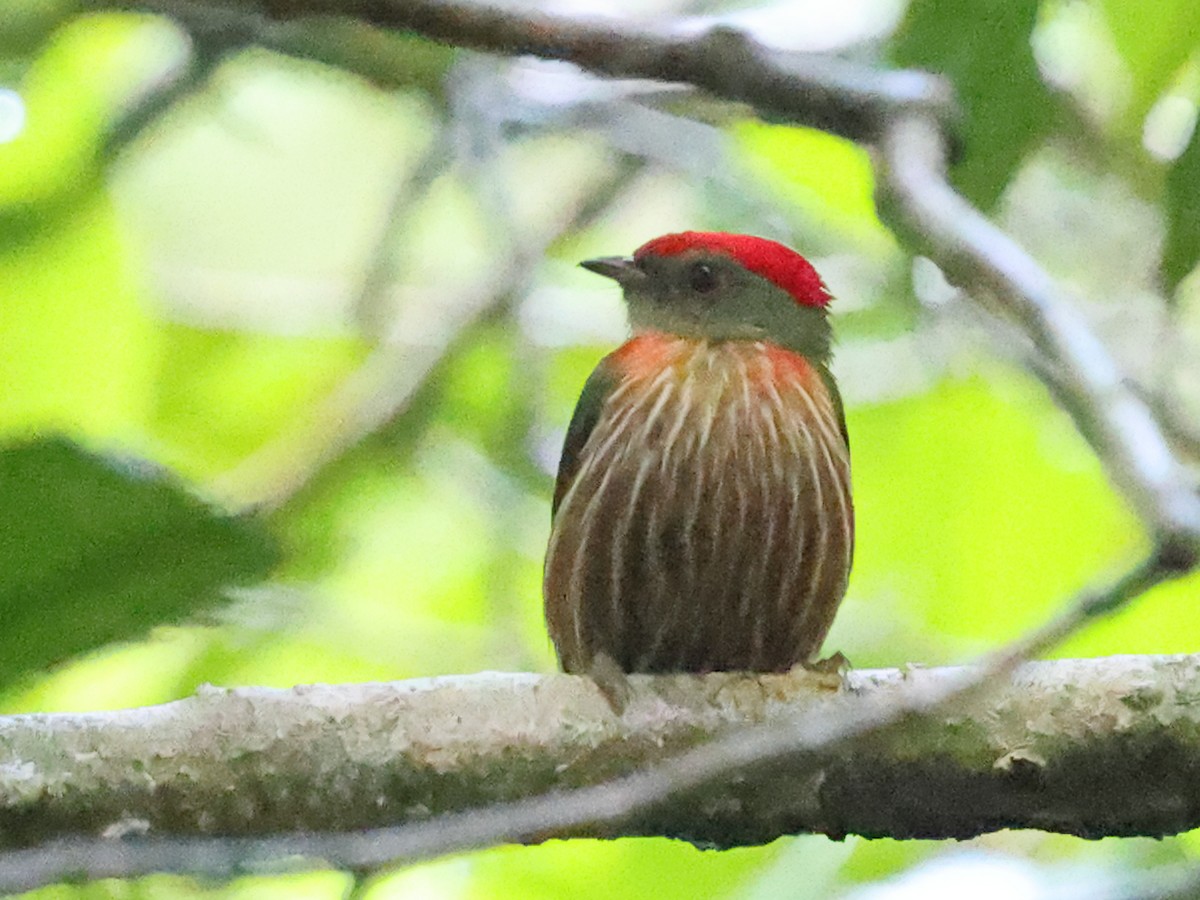 rødstripemanakin - ML640670736