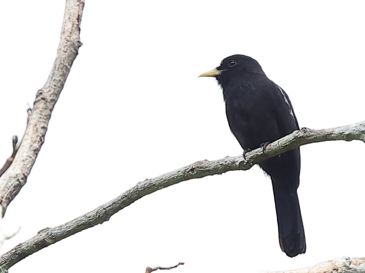 Yellow-billed Nunbird - ML640670738