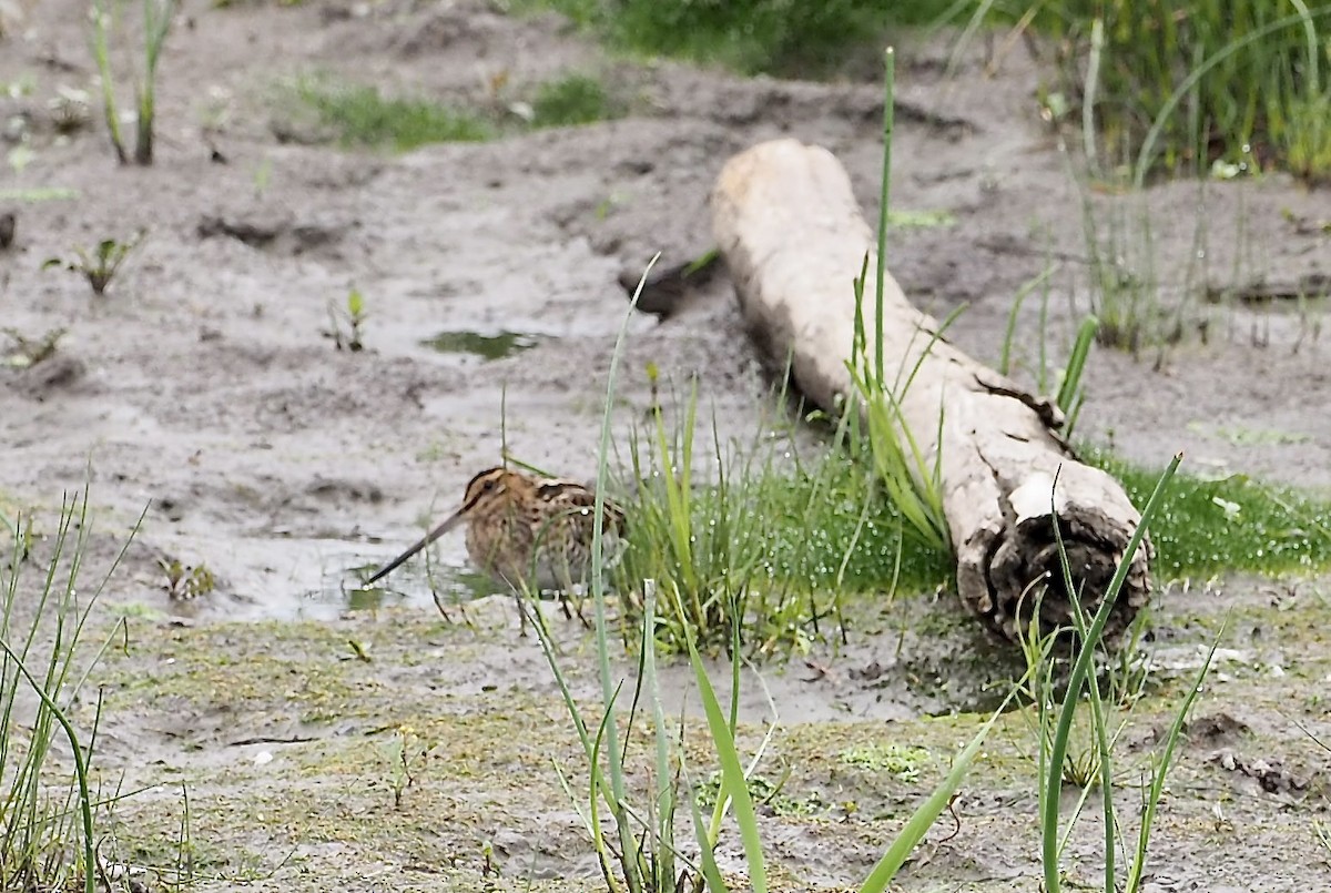 Wilson's Snipe - ML640670765