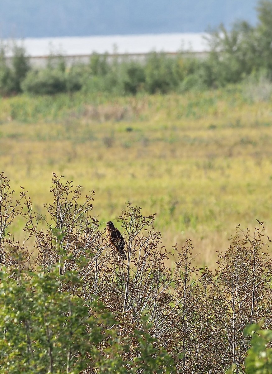 Northern Harrier - ML640670771