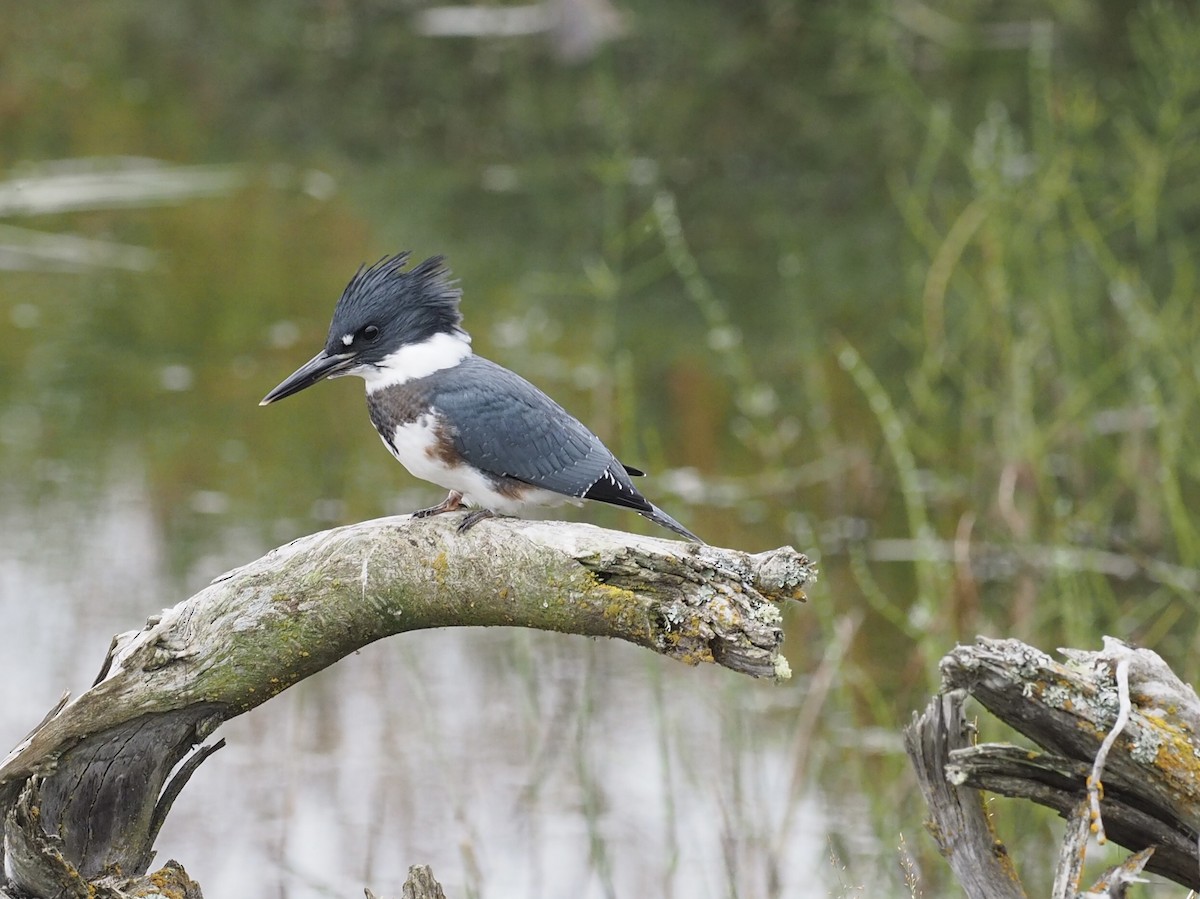 Belted Kingfisher - ML640670782