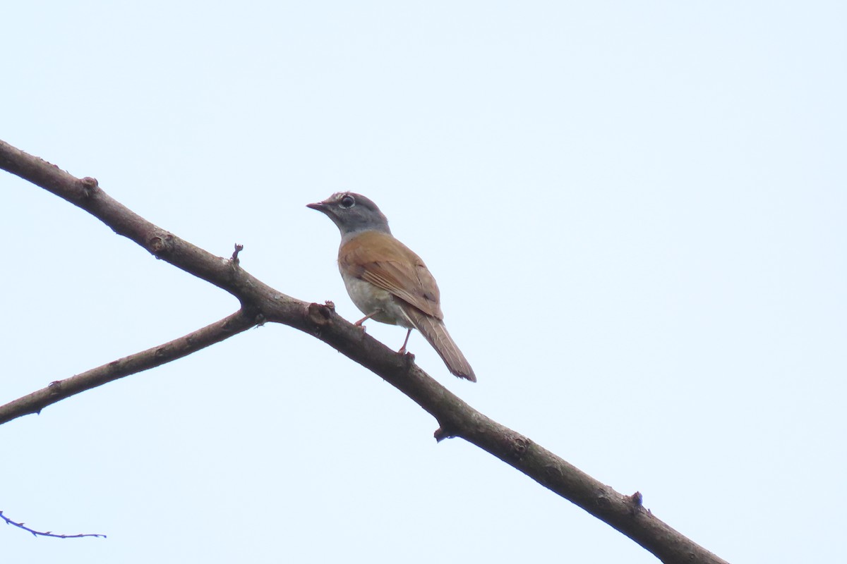 Brown-backed Solitaire - ML640670784