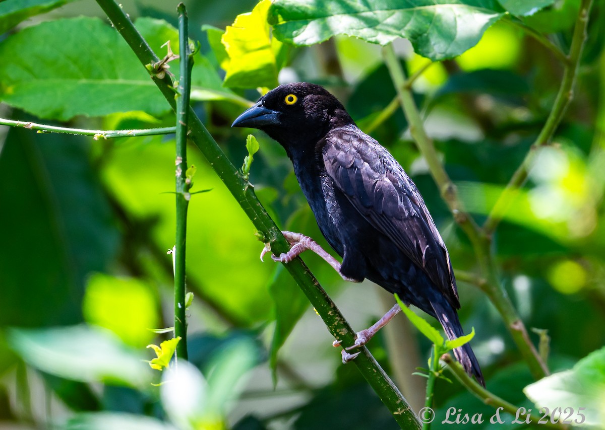 Vieillot's Black Weaver - ML640670789