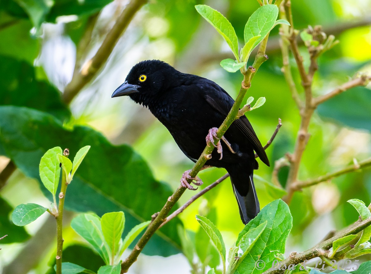 Vieillot's Black Weaver - ML640670790