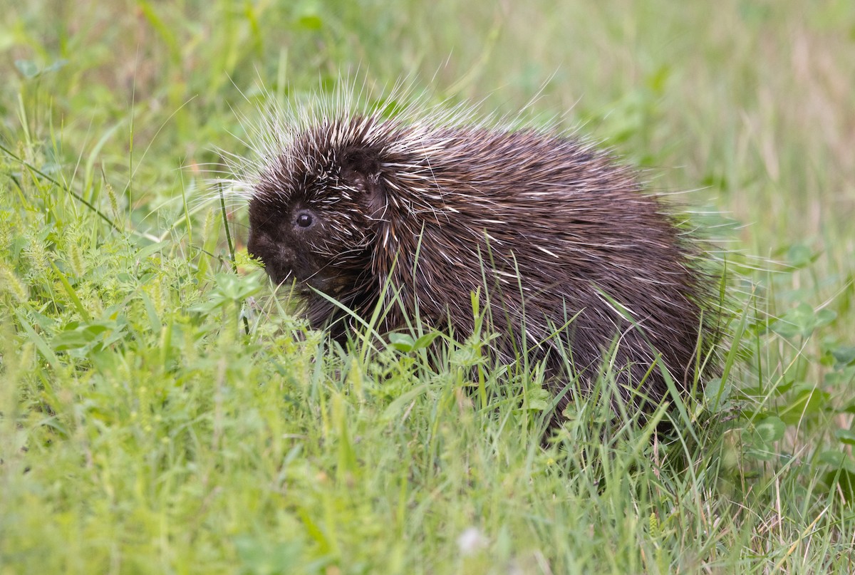 Ursone - ML640670852