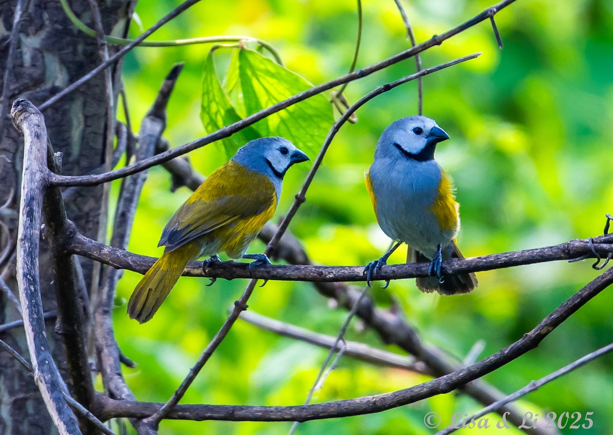 Gray-headed Oliveback - ML640670854