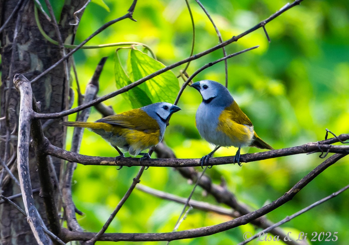 Gray-headed Oliveback - ML640670855