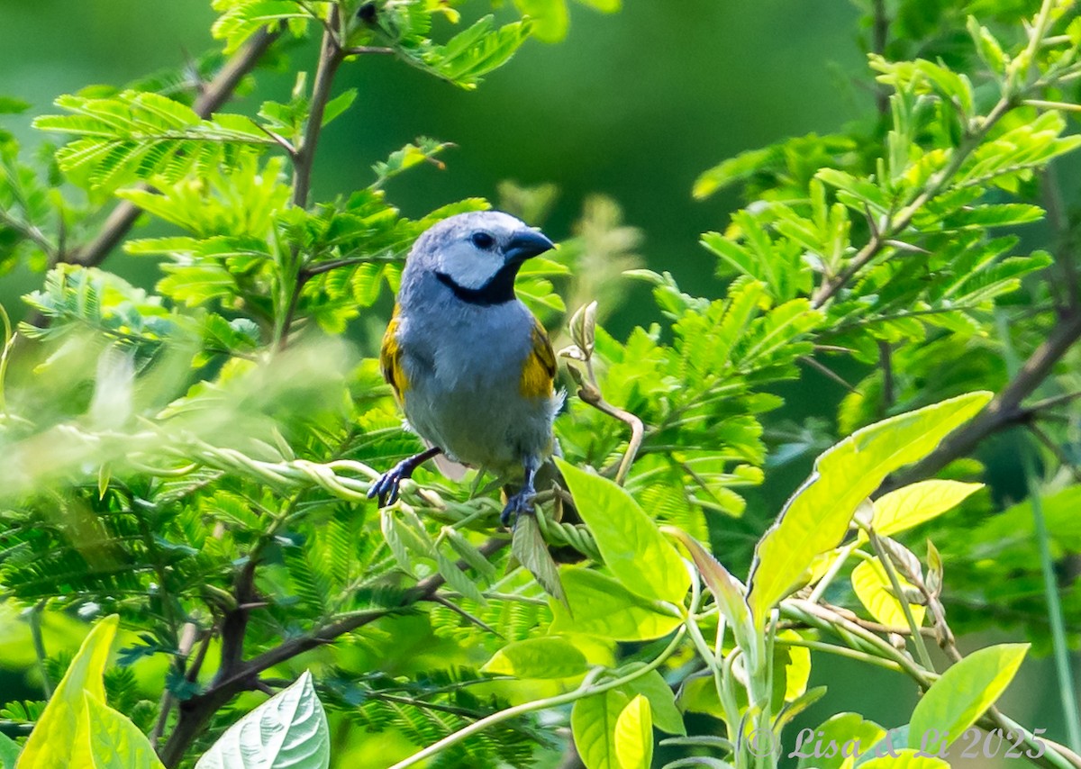 Gray-headed Oliveback - ML640670856