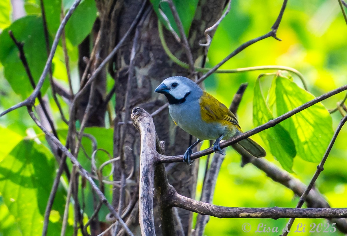Gray-headed Oliveback - ML640670857