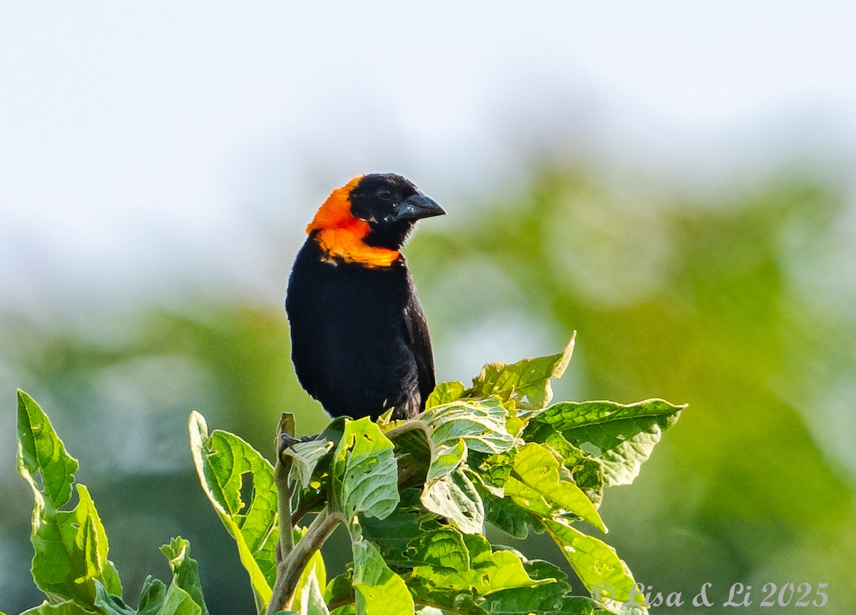 Black Bishop - ML640670882