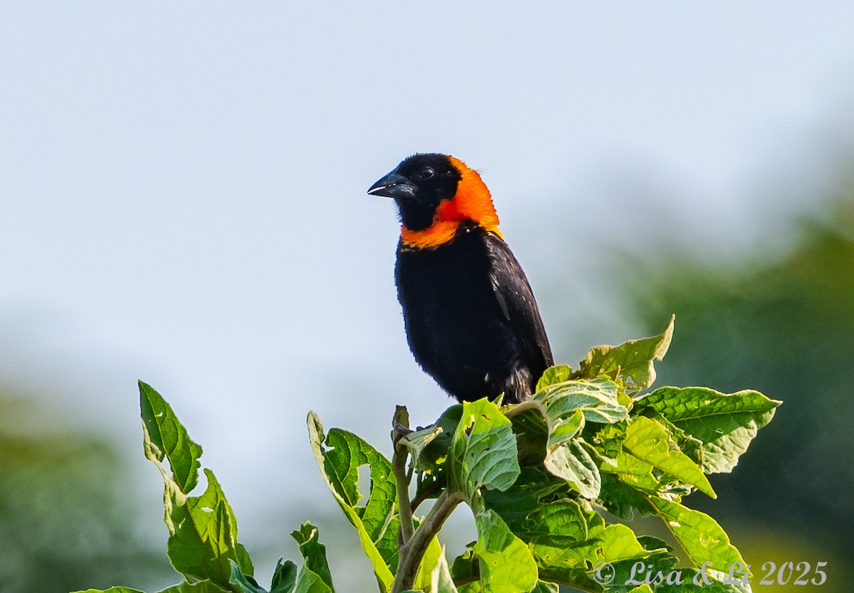 Black Bishop - ML640670883