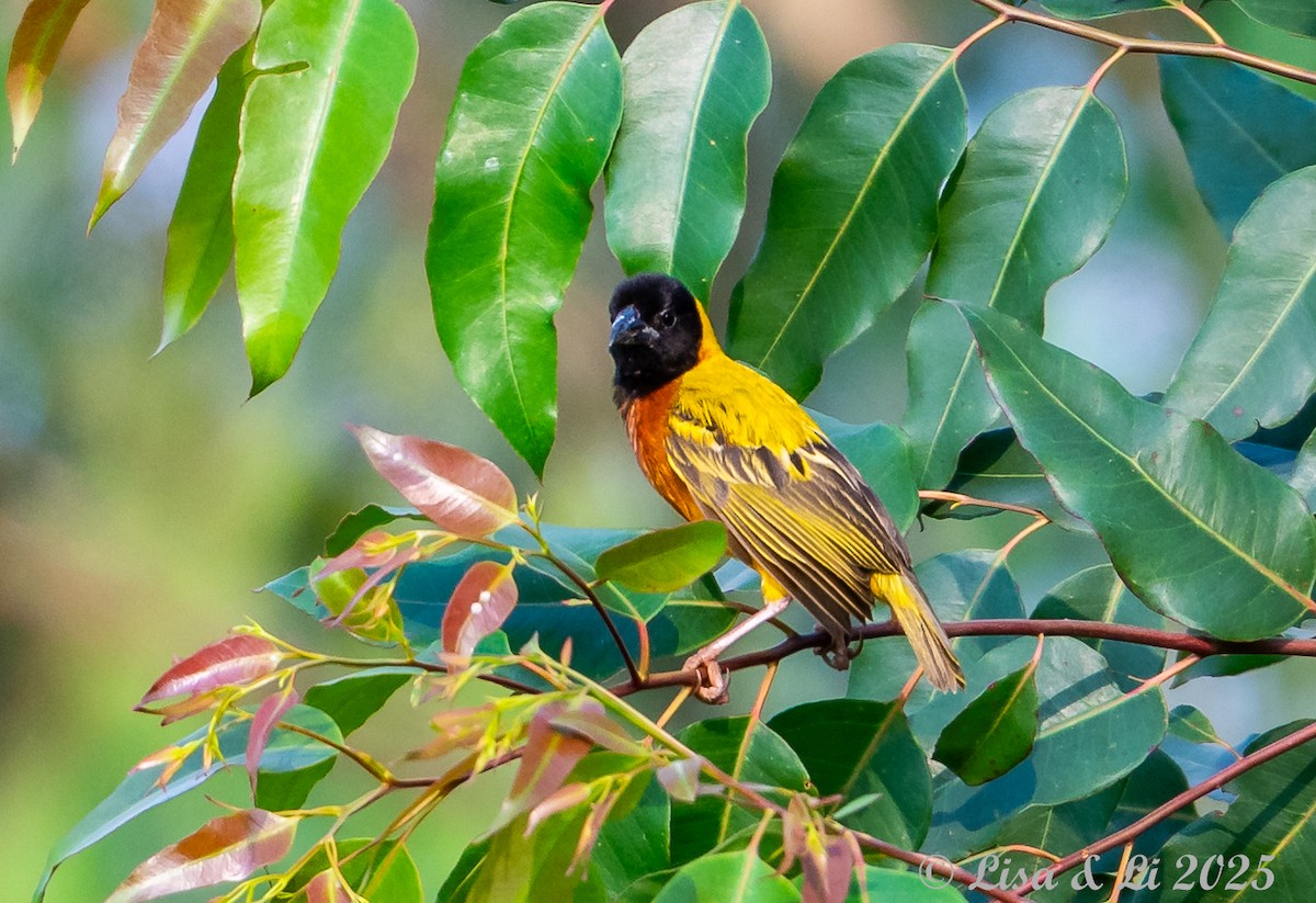 Black-headed Weaver - ML640670910