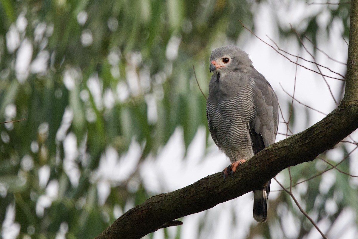 Lizard Buzzard - ML640670951
