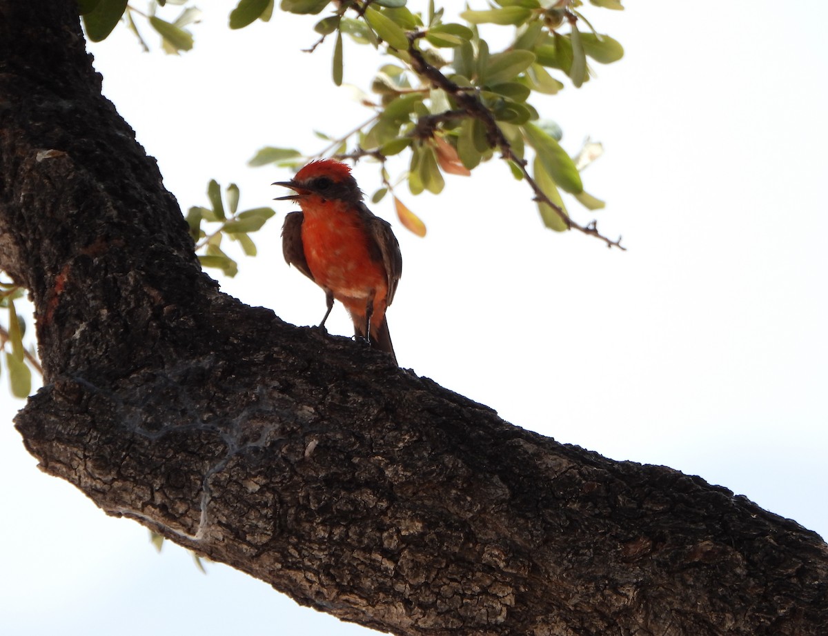 Vermilion Flycatcher - ML640670970