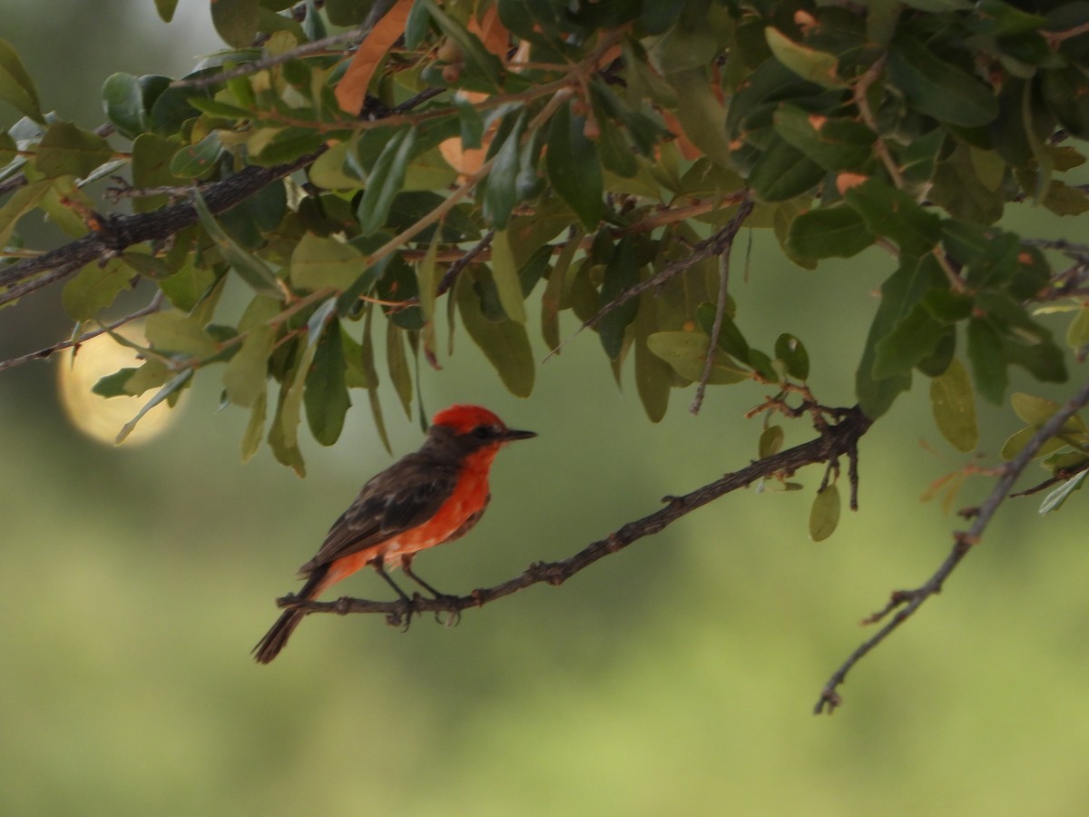 Vermilion Flycatcher - ML640671060