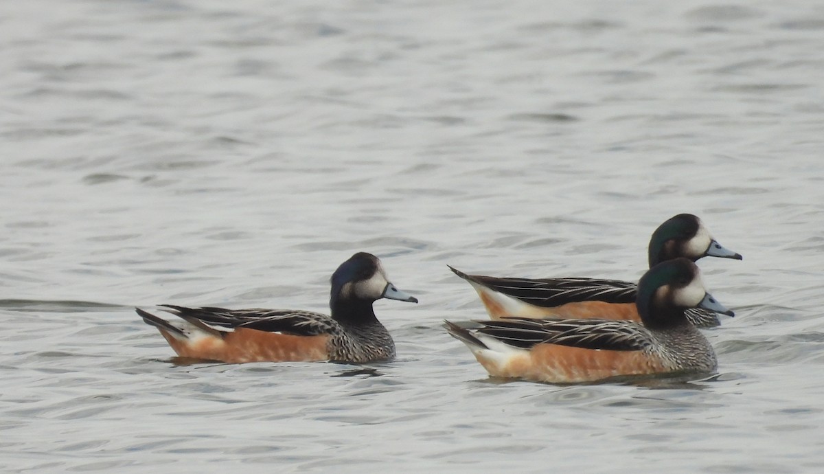 Chiloe Wigeon - ML640671083