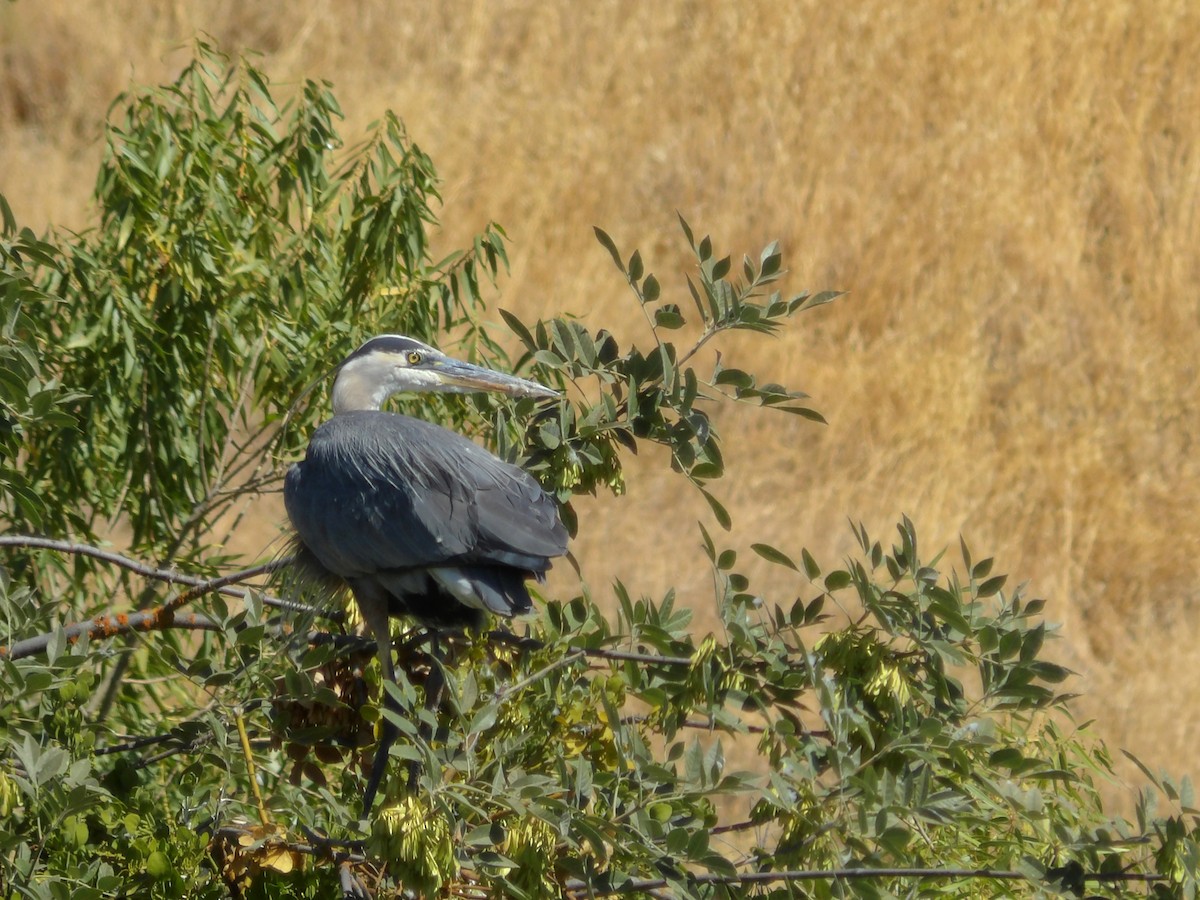 Great Blue Heron - ML640671147