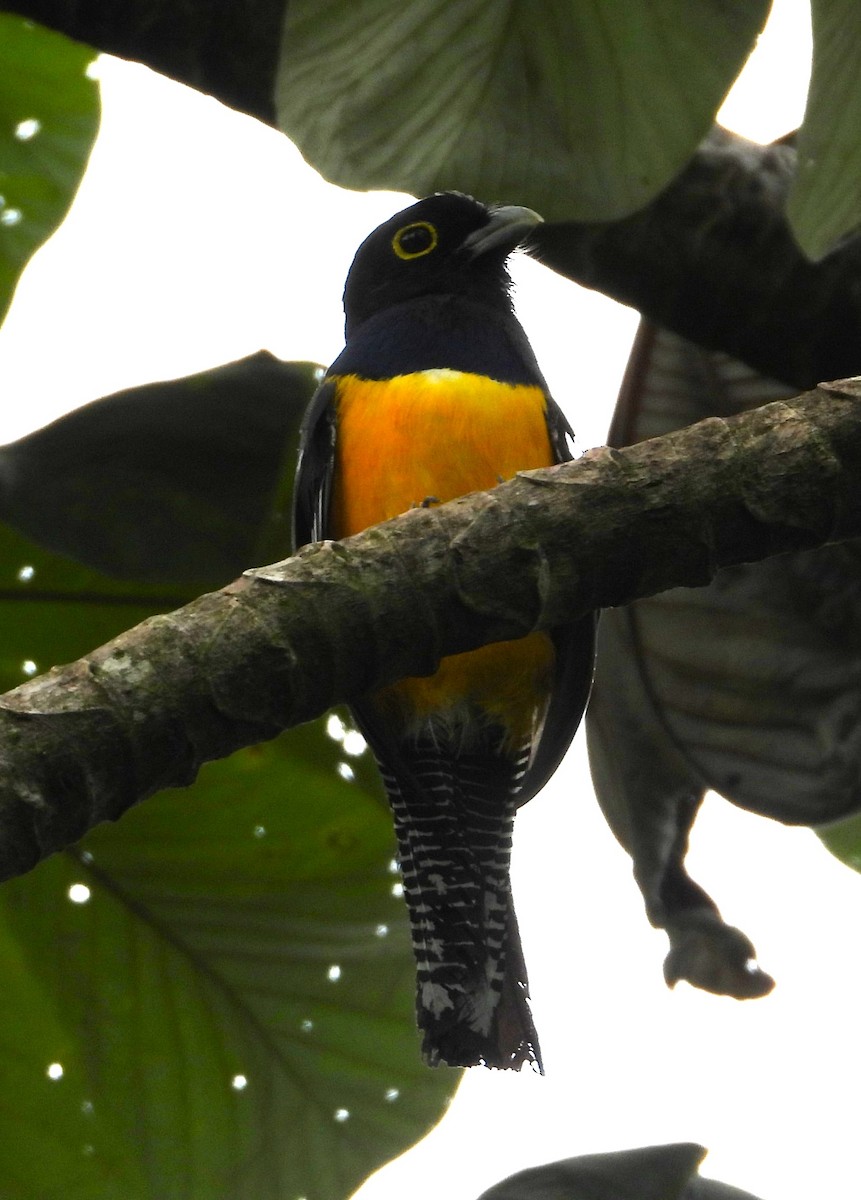 Gartered Trogon - ML640671163