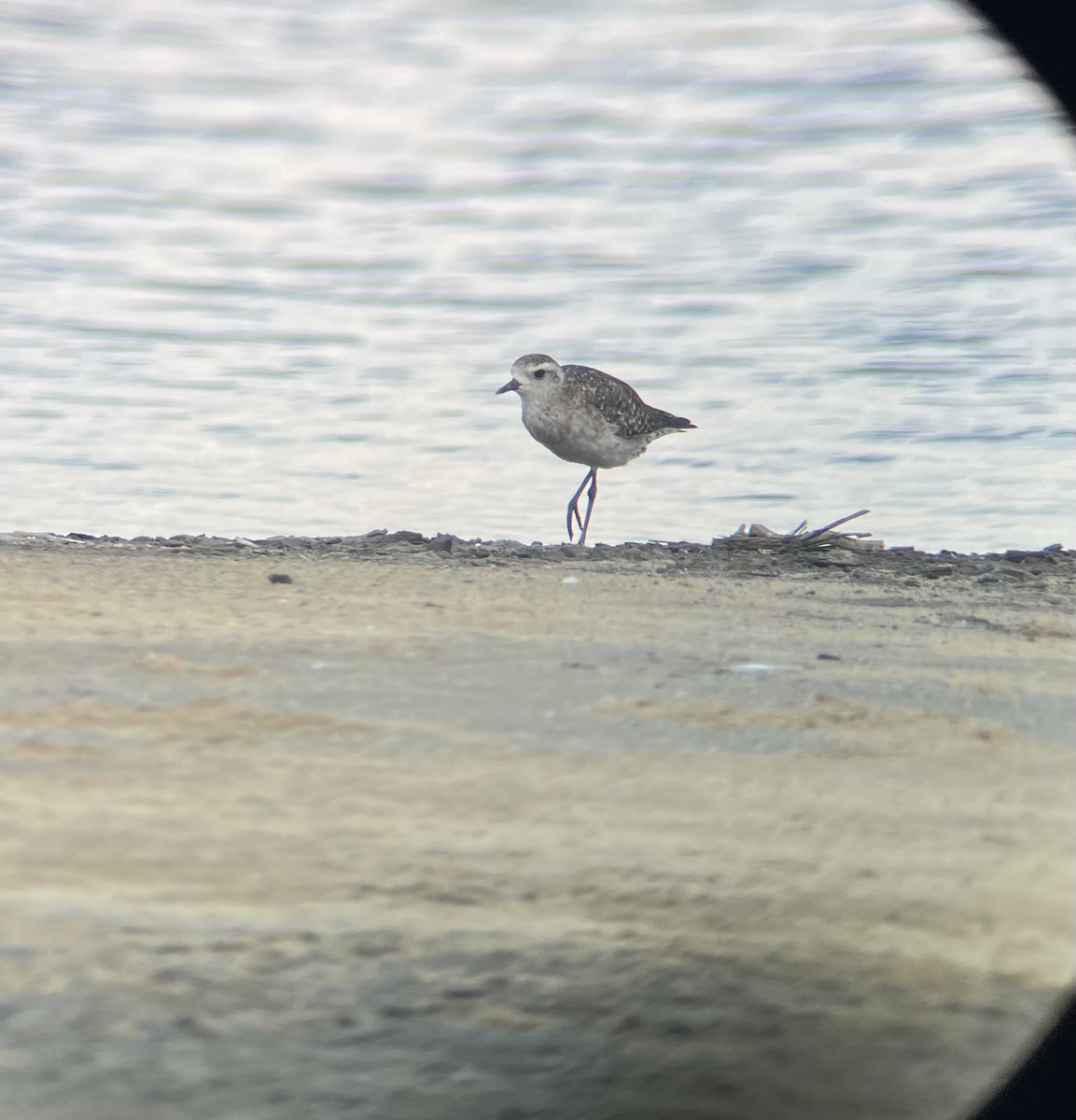 American Golden-Plover - ML640671183